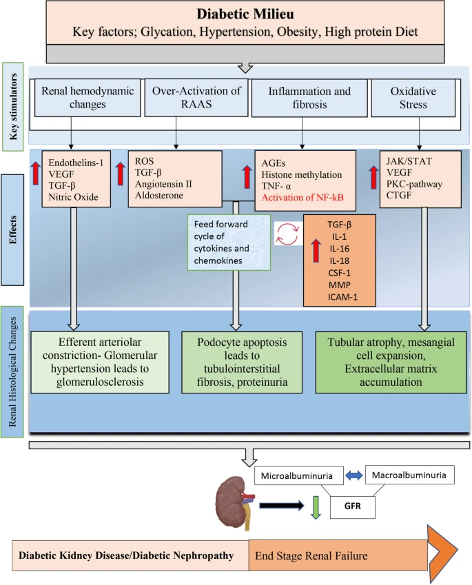 糖尿病腎病(DKD)的簡明病理生理學如圖2所示 糖尿病腎病(DKD)的簡明病理生理學如圖2所示
