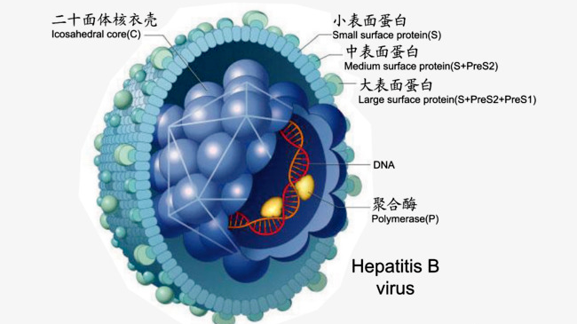 乙型肝炎病毒 乙型肝炎病毒