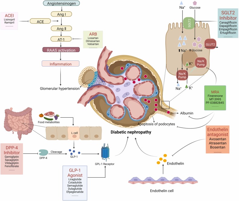 圖3:糖尿病腎病代表性藥物治療的基本機制。 圖3:糖尿病腎病代表性藥物治療的基本機制。