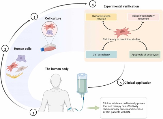 圖4 .糖尿病腎病的細胞療法 圖4 .糖尿病腎病的細胞療法