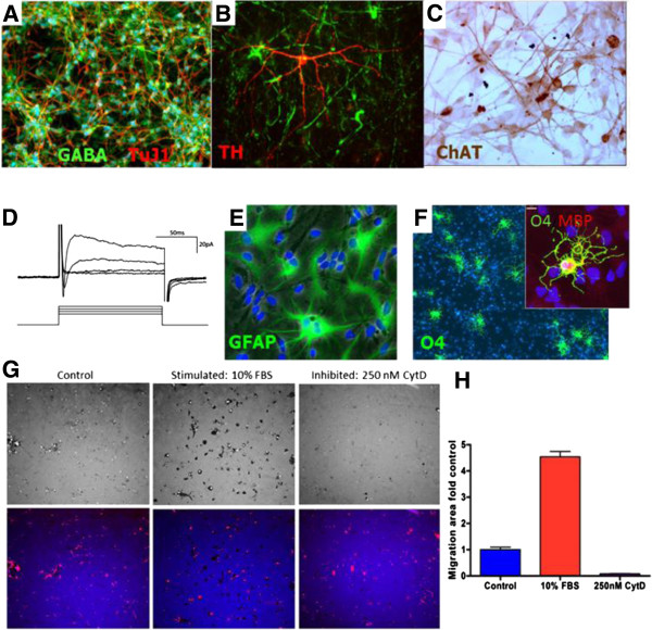 圖1：人中樞神經(jīng)系統(tǒng)干細(xì)胞（HuCNS-SC）體外分化。