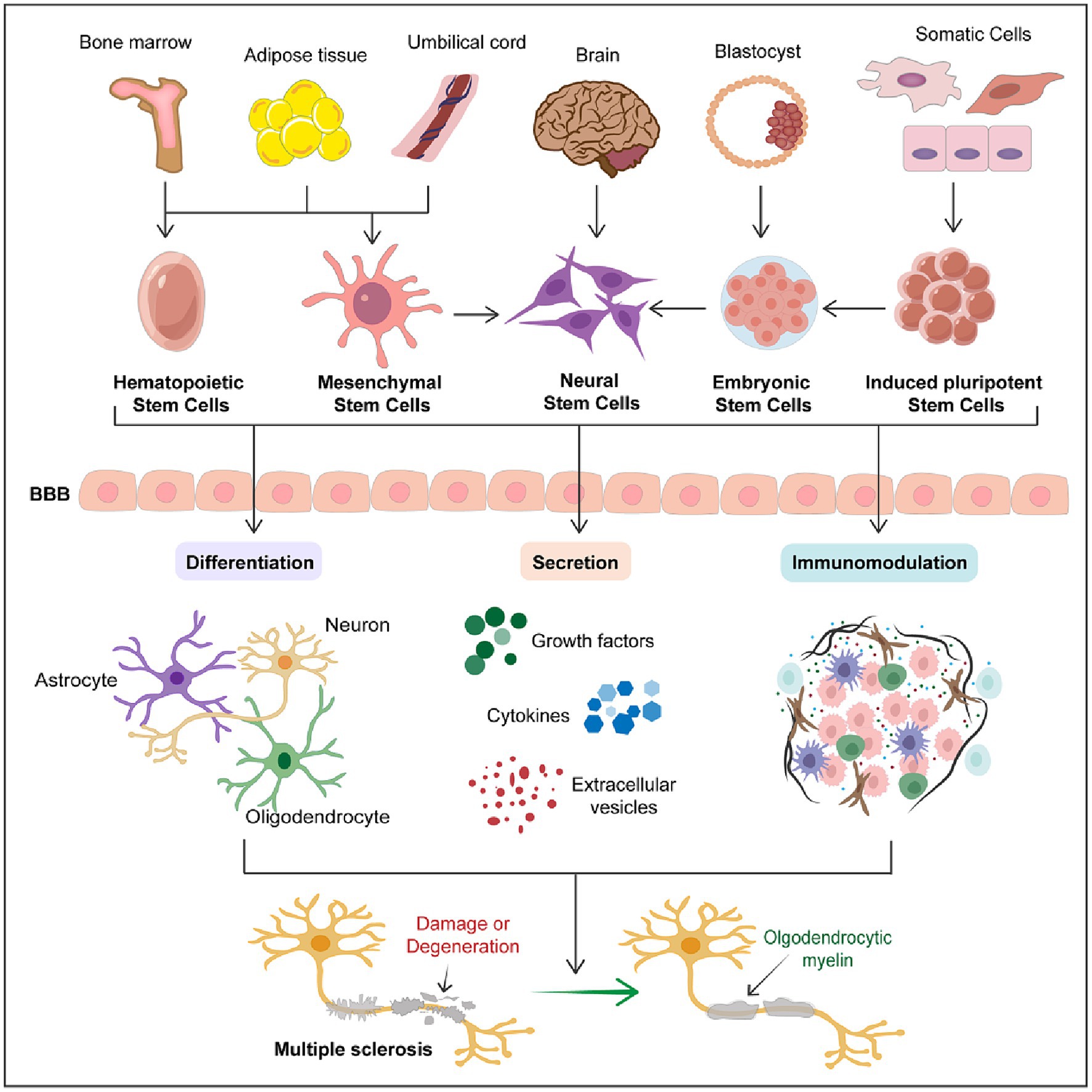 圖1：干細胞在多發性硬化癥中的治療潛力。