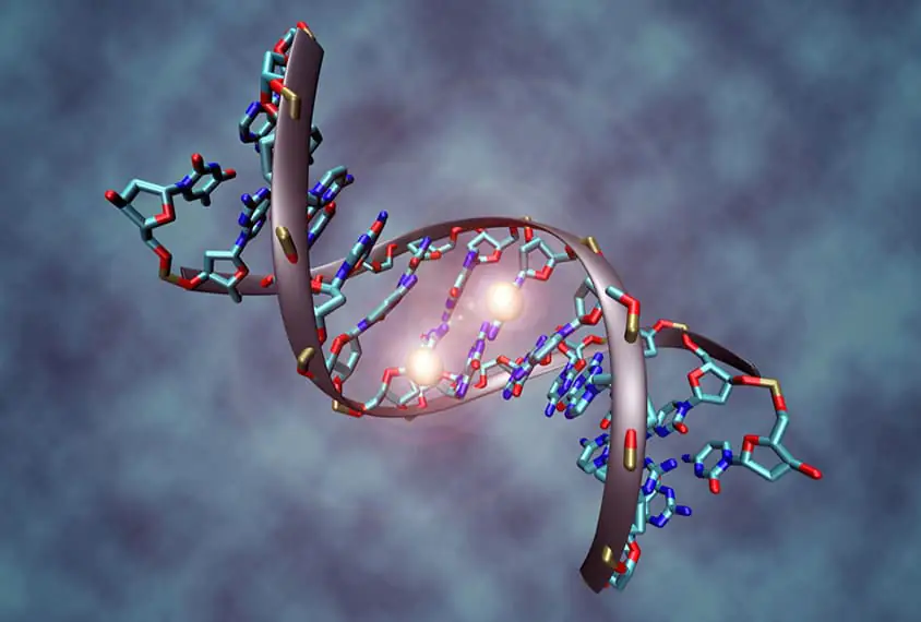 遺傳學(xué)的作用 遺傳學(xué)的作用