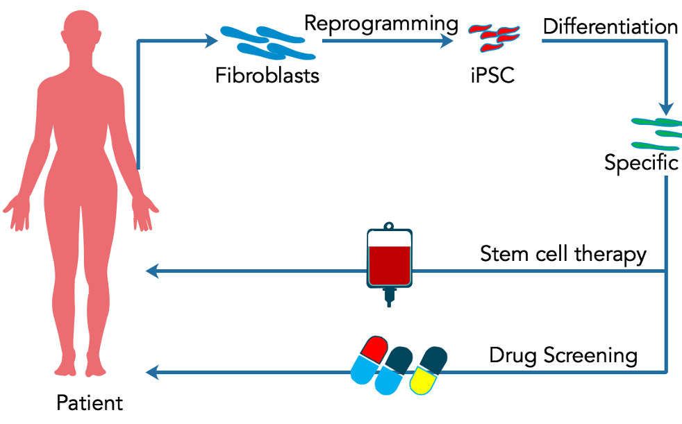 圖2. 干細胞在個體化醫療中的應用