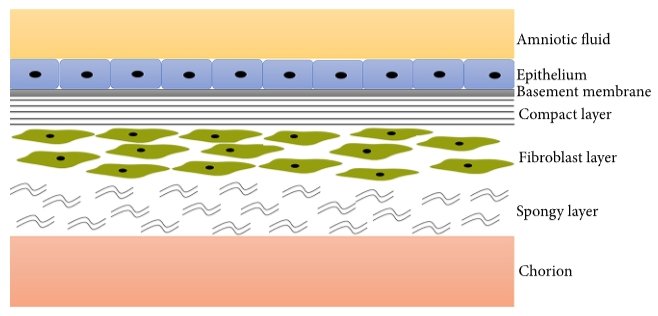 圖1:羊膜示意圖。 圖1:羊膜示意圖。