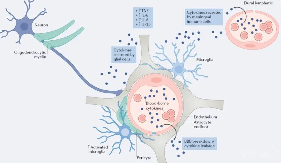 ▲從細胞學上看:抑郁癥的出現與小膠質細胞數量減少有關 ▲從細胞學上看:抑郁癥的出現與小膠質細胞數量減少有關