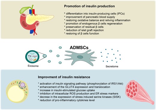脂肪間充質干細胞在血糖控制中的作用機制