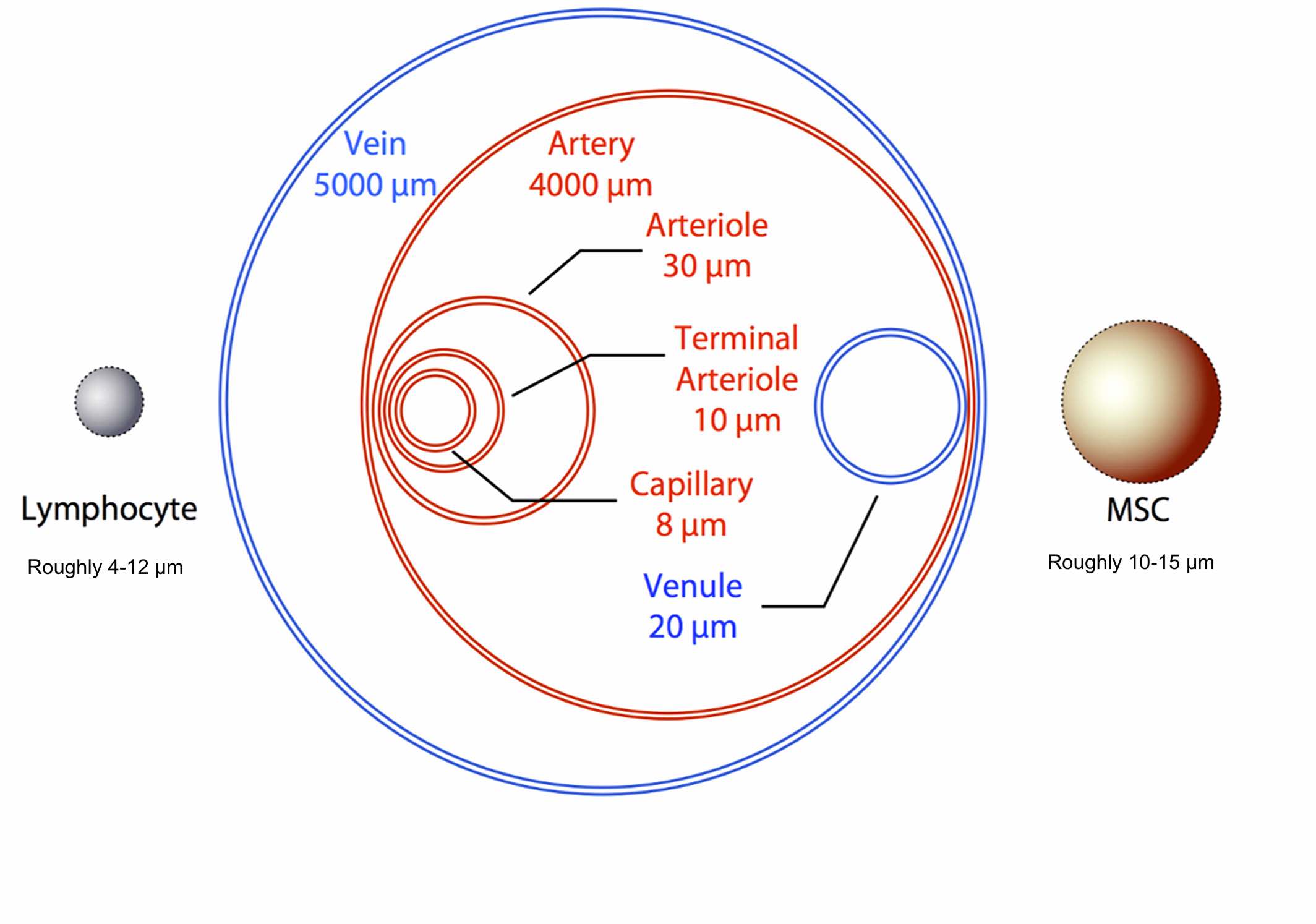 物理尺寸對全身任何細(xì)胞的遷移能力都起著至關(guān)重要的作用。