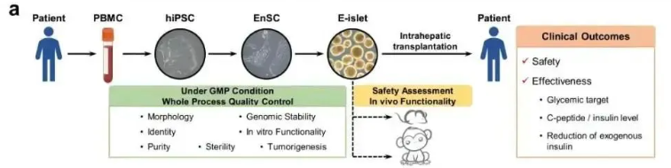 我國干細胞治療糖尿病的研究進展