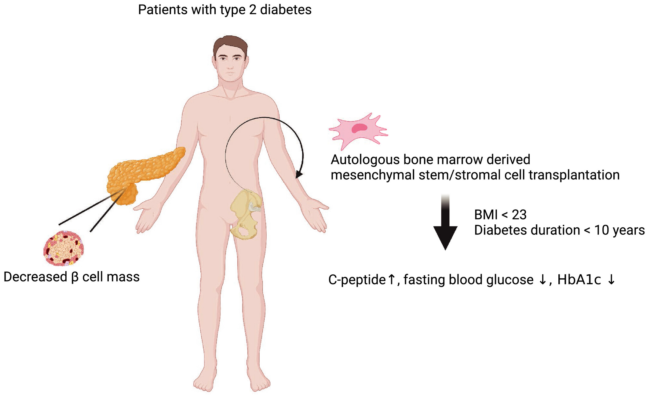 圖1:自體骨髓間充質(zhì)/基質(zhì)干細(xì)胞移植可以安全地改善2型糖尿病患者的高血糖癥并恢復(fù)C肽水平。 圖1:自體骨髓間充質(zhì)/基質(zhì)干細(xì)胞移植可以安全地改善2型糖尿病患者的高血糖癥并恢復(fù)C肽水平。
