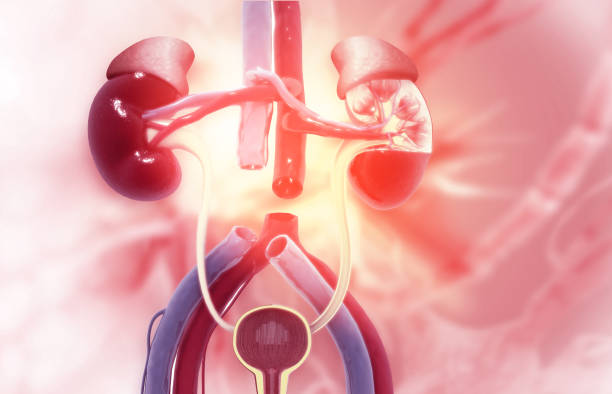 急性腎小管壞死-病因、癥狀、診斷和治療