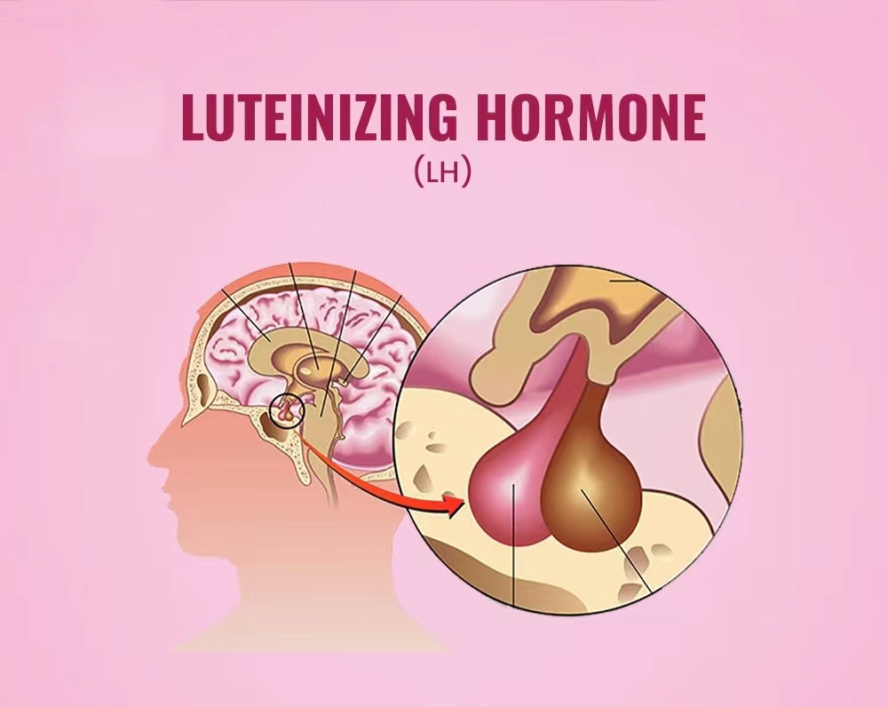 黃體生成素水平測試（LH）