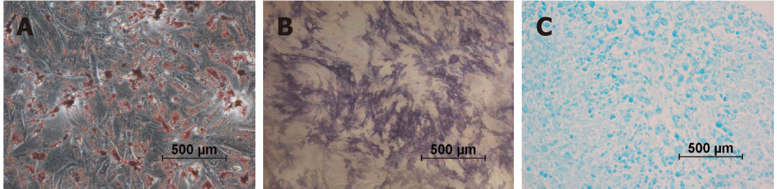 圖1:第2代尿源干細胞的分化特征。 圖1:第2代尿源干細胞的分化特征。