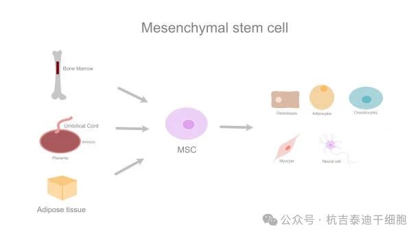 圖1：MSC的治療效果取決于供體來源