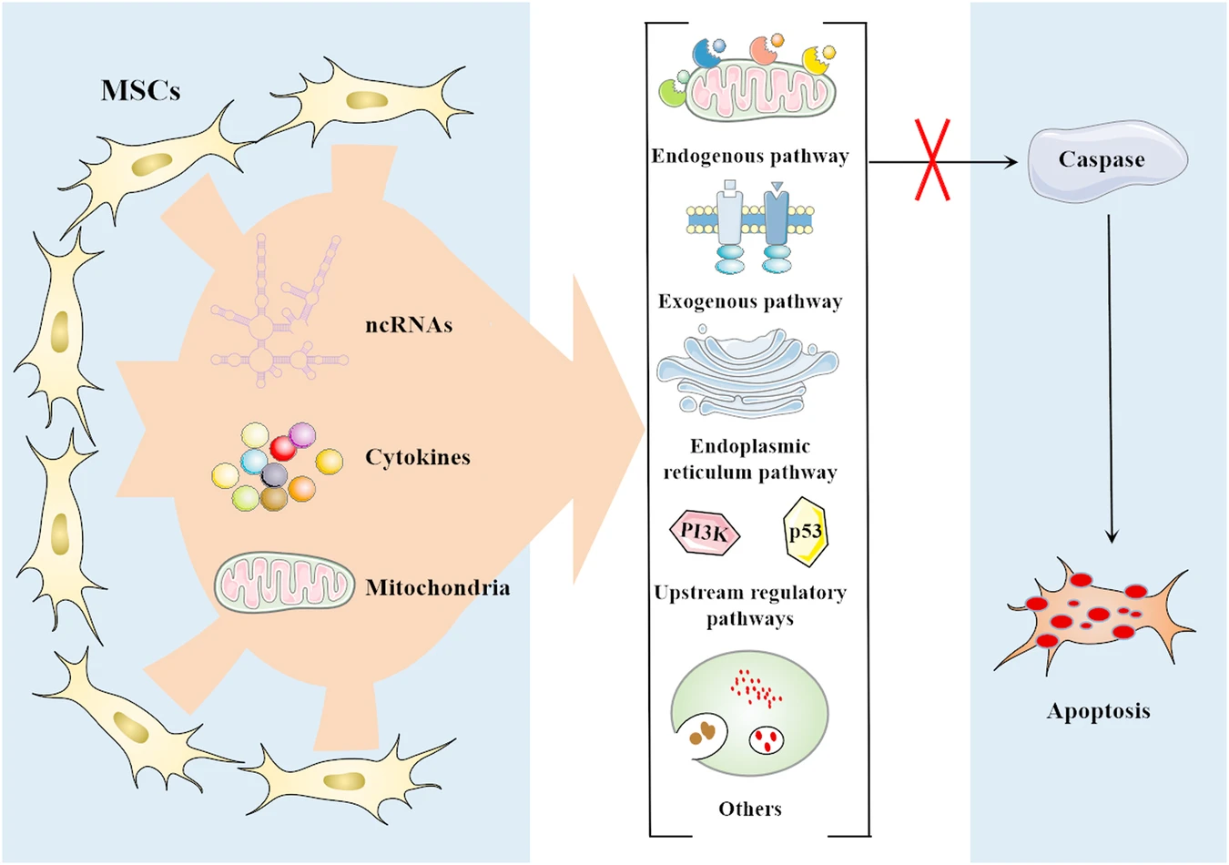 圖2:間充質干細胞 (MSC) 通過靶向多種途徑抑制細胞凋亡 圖2:間充質干細胞 (MSC) 通過靶向多種途徑抑制細胞凋亡