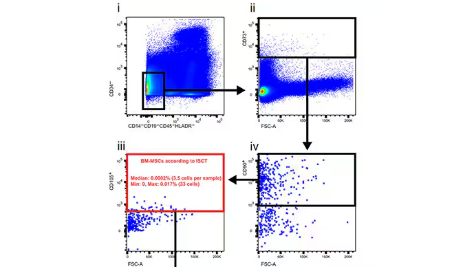 研究人員通過一系列步驟篩選數據，在骨髓漿中尋找這些干細胞。他們找到了 3.5 個。?
