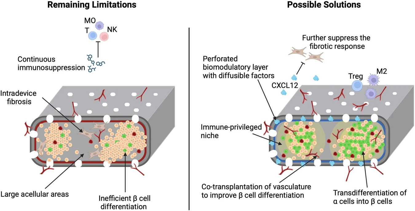 圖2:增加功能性β細(xì)胞質(zhì)量和消除全身免疫抑制的策略 圖2:增加功能性β細(xì)胞質(zhì)量和消除全身免疫抑制的策略