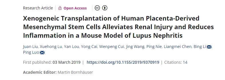 人類胎盤來源的間充質(zhì)干細胞異種移植可減輕狼瘡性腎炎小鼠模型的腎臟損傷并減少炎癥