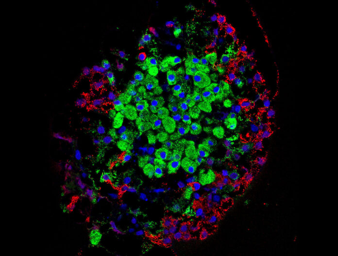 分離的胰島。胰島產生的激素由幾種細胞直接分泌到血流中，包括β細胞（綠色）和α細胞（紅色）。