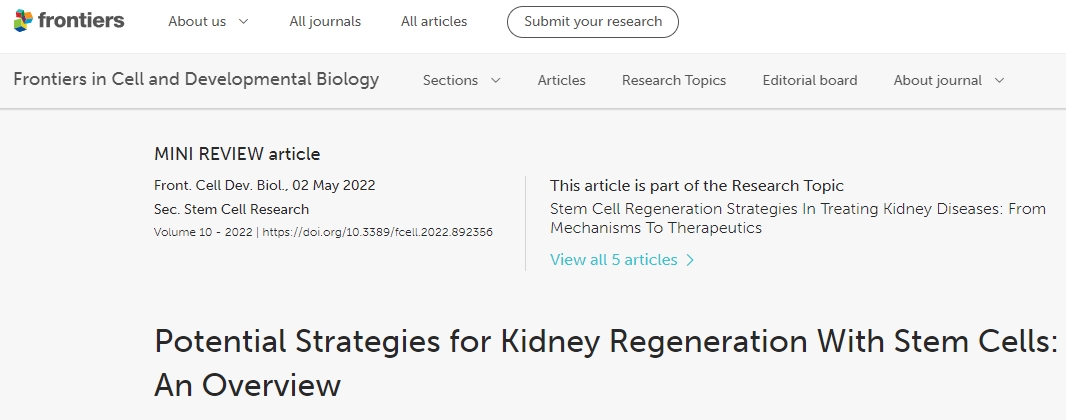 利用干細胞進行腎臟再生的潛在策略:概述 利用干細胞進行腎臟再生的潛在策略:概述