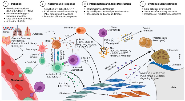 圖2：類風濕性關節炎的免疫發病機制示意圖，重點介紹了在類風濕性關節炎發展中起關鍵作用的各種細胞和分子因素的復雜相互作用。