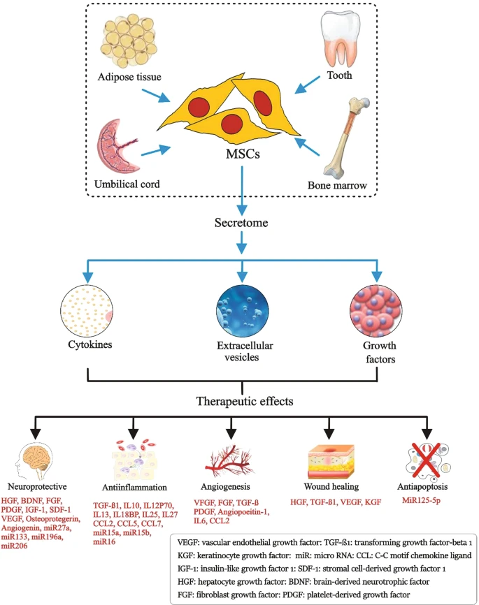 圖1：間充質干細胞的來源、分泌組組成和治療益處。