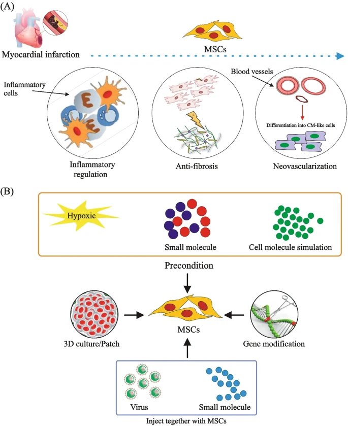 (A) MSCs通過調節炎癥、預防纖維化、促進新血管形成和分化為心肌樣細胞來治療CVD。

(B) 改善MSCs在CVD中的治療效果的方法。為了提高MSCs的治療效果，已經采用了3D培養、含有MSCs的貼片、用缺氧或化學物質進行預處理、基因修飾以及病毒注射與小化合物或shRNA相結合等技術。