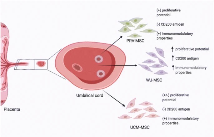 臍帶間充質干細胞的來源、特性、作用是什么？