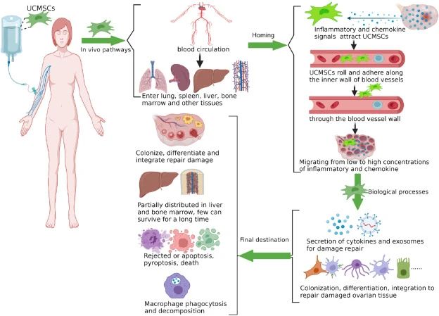 一、什么是臍帶間充質(zhì)干細(xì)胞？