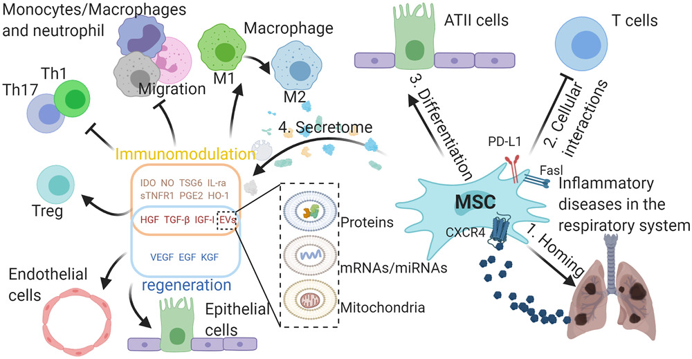 MSCs在呼吸系統(tǒng)典型炎癥疾病中的作用。

外源性MSCs可通過SDF-1-CXCR4軸遷移至受損組織，間充質(zhì)干細(xì)胞可通過細(xì)胞間相互作用分化為ATII樣細(xì)胞并抑制免疫細(xì)胞，并分泌多種具有免疫調(diào)節(jié)能力的生物活性分子，促進(jìn)受損組織再生。與免疫調(diào)節(jié)相關(guān)的分子可使巨噬細(xì)胞從M1型轉(zhuǎn)變?yōu)镸2型，抑制巨噬細(xì)胞、中性粒細(xì)胞和單核細(xì)胞的遷移，抑制TH1和TH17細(xì)胞的分化，促進(jìn)Treg細(xì)胞的形成。

生長因子可保護(hù)肺泡上皮細(xì)胞和肺血管內(nèi)皮細(xì)胞免受損傷。間充質(zhì)干細(xì)胞可通過EVs將蛋白質(zhì)、mRNA/miRNA和線粒體轉(zhuǎn)運到其他細(xì)胞，發(fā)揮其在免疫調(diào)節(jié)和再生中的作用，EVs的功能由其內(nèi)容決定。