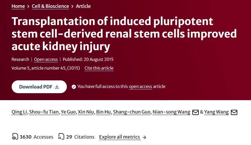 誘導性多能干細胞來源的腎干細胞移植改善急性腎損傷 誘導性多能干細胞來源的腎干細胞移植改善急性腎損傷