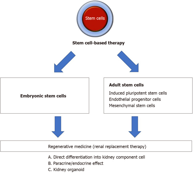 圖1：基于干細(xì)胞治療腎臟疾病的策略概述