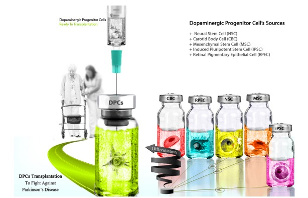 圖3：用于產生多巴胺能神經元的不同細胞來源，以便將其應用于PD患者的移植。