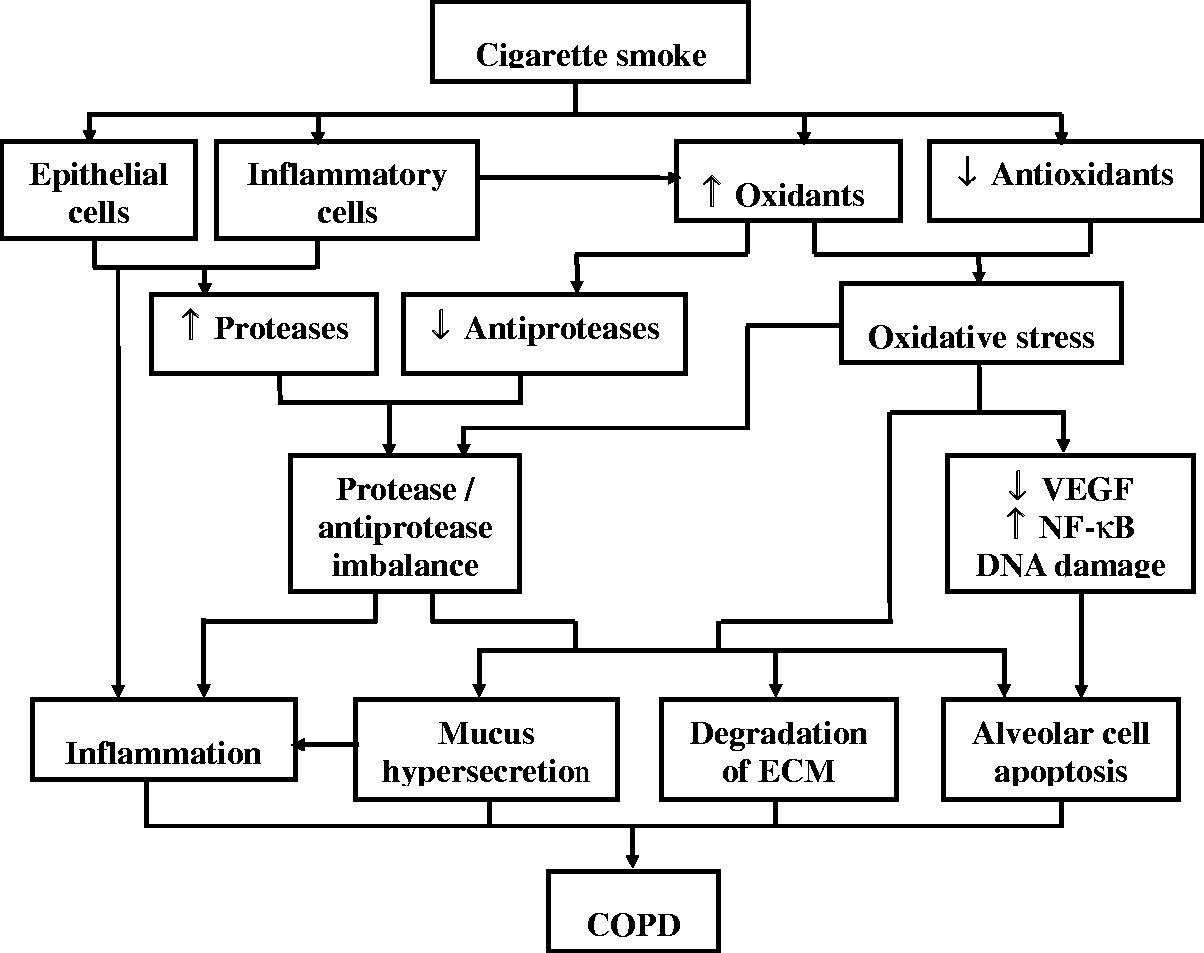 圖 1?. 示意圖總結(jié)了香煙煙霧引起的慢性阻塞性肺病 (COPD) 的致病過程 圖 1?. 示意圖總結(jié)了香煙煙霧引起的慢性阻塞性肺病 (COPD) 的致病過程