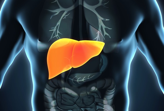 肝衰竭如何治療?干細(xì)胞治療為什么會成為修復(fù)肝衰竭的新途徑? 肝衰竭如何治療?干細(xì)胞治療為什么會成為修復(fù)肝衰竭的新途徑?