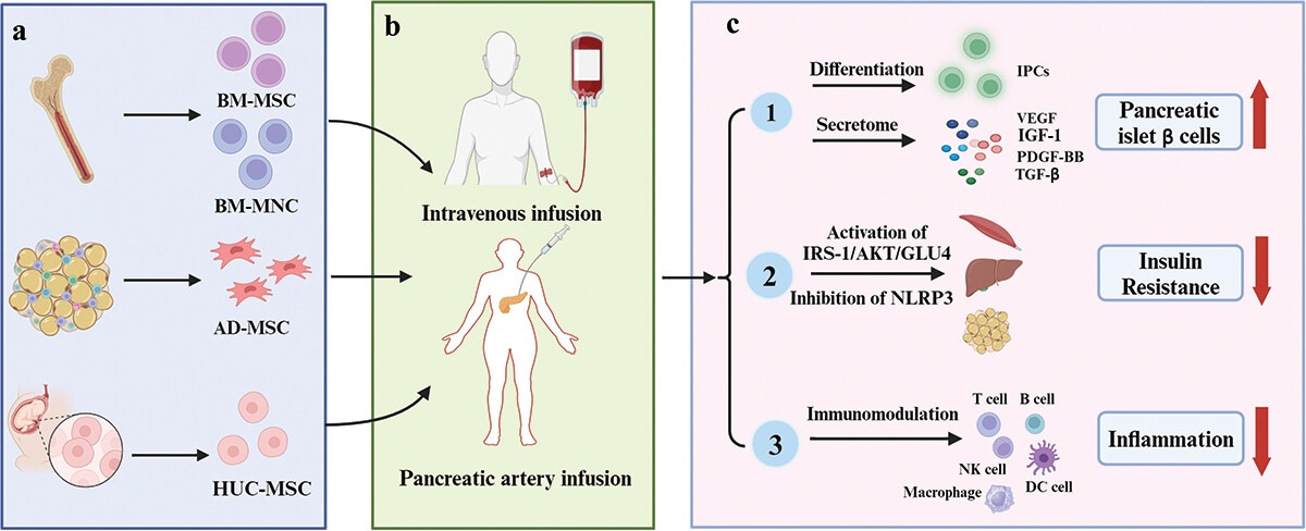 圖1：間充質(zhì)干細胞治療2型糖尿病
