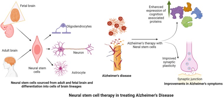 圖2：神經干細胞在改善阿爾茨海默病癥狀中的作用。