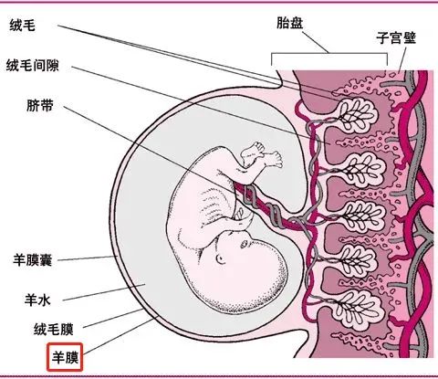 作用堪比全能干細胞，重新認識人羊膜上皮細胞的細胞特性及其治療應用