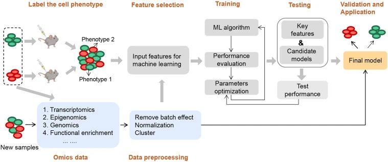 干細胞治療腦卒中的新突破