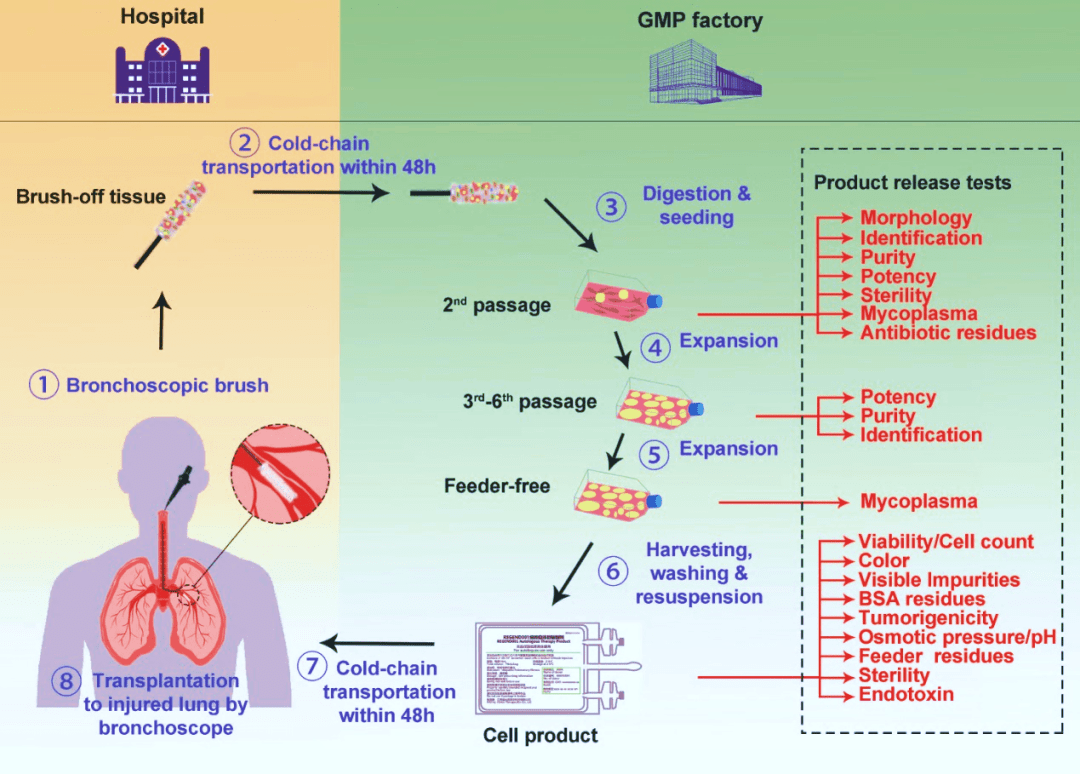 圖2. ?圖示支氣管上皮基底層來源的P63+?LPC（左圖來自Janes SM，2022；右圖來自左為課題組）及其用于臨床治療的流程。