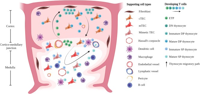 圖1：T細(xì)胞的發(fā)育和選擇在胸腺微環(huán)境中受時(shí)空信號(hào)以及與支持基質(zhì)、上皮和造血細(xì)胞相互作用的引導(dǎo)