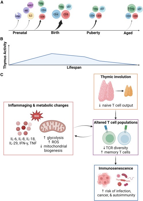 圖2：胸腺輸出量隨著年齡的增長而變化并逐漸下降，導(dǎo)致老年人出現(xiàn)與年齡相關(guān)的免疫功能損害