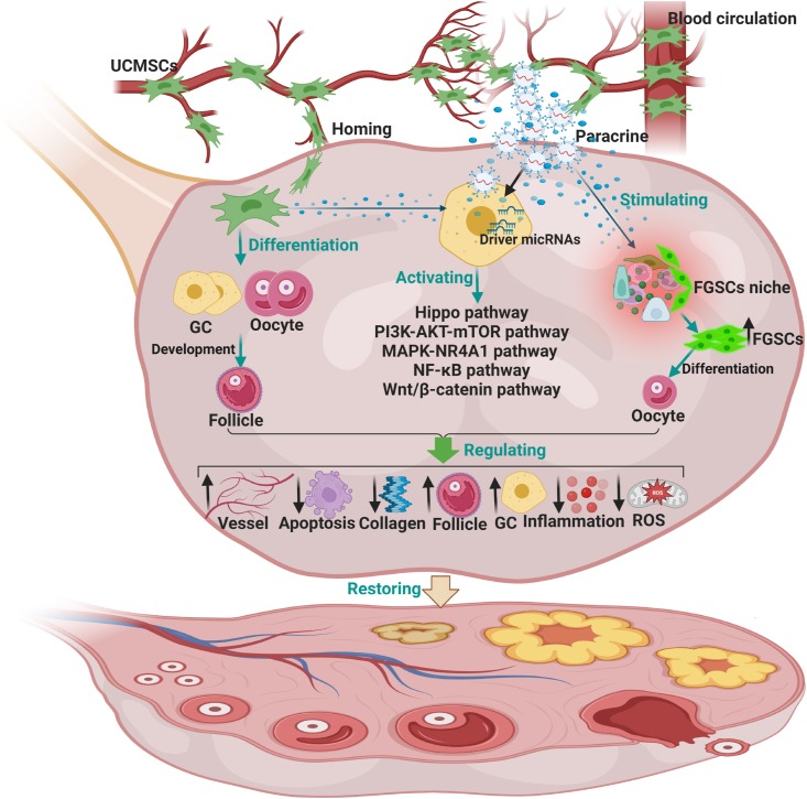 圖2：臍帶間充質(zhì)干細胞治療卵巢衰老的機制。