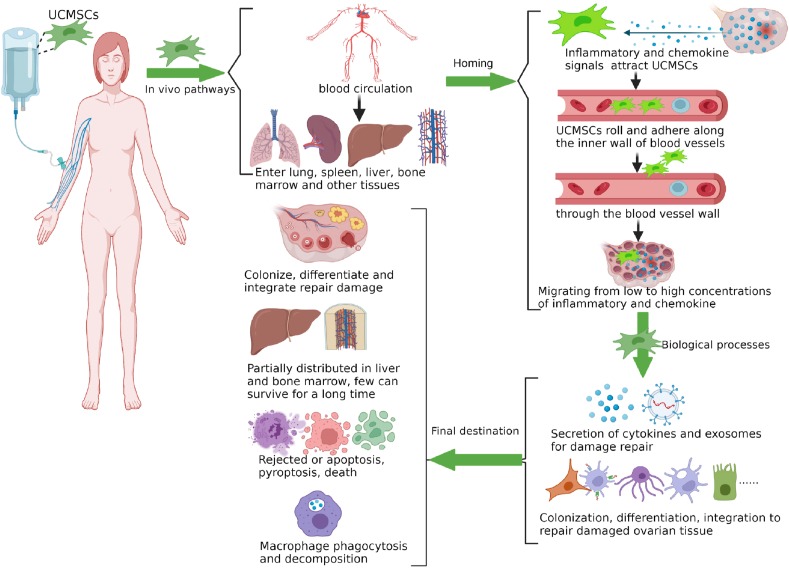 圖1：臍帶間充質(zhì)干細胞在體內(nèi)的命運。