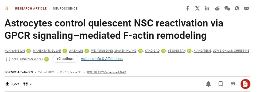 星形膠質細胞通過 GPCR 信號介導的 F-肌動蛋白重塑控制靜止 NSC 再激活 星形膠質細胞通過 GPCR 信號介導的 F-肌動蛋白重塑控制靜止 NSC 再激活