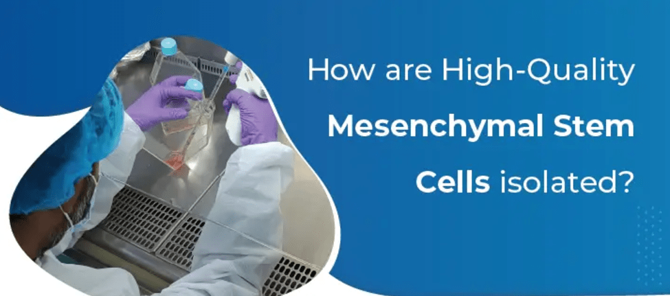 為什么遵守GMP對于生產高質量、安全的間充質干細胞至關重要