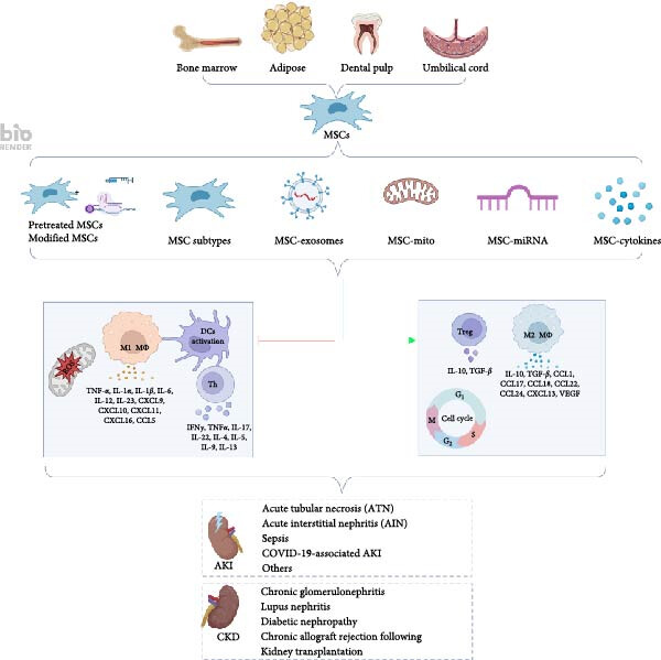 圖1：間充質(zhì)干細(xì)胞介導(dǎo)的免疫調(diào)節(jié)和組織修復(fù)在腎臟疾病中的機(jī)制。