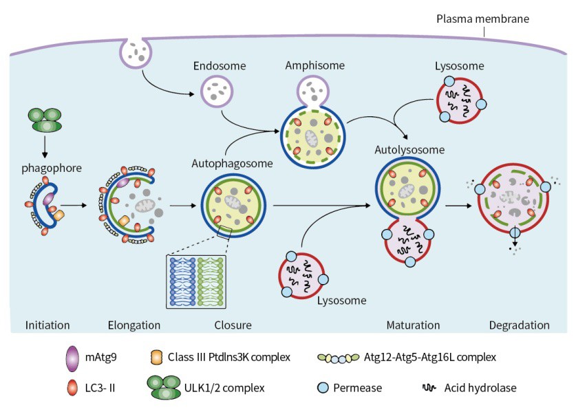 什么是細(xì)胞自噬？