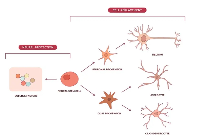 神經(jīng)干細胞可分化為神經(jīng)元、星形膠質(zhì)細胞和少突膠質(zhì)細胞,在恢復神經(jīng)系統(tǒng)疾病的認知功能方面取得重大進展 神經(jīng)干細胞可分化為神經(jīng)元、星形膠質(zhì)細胞和少突膠質(zhì)細胞,在恢復神經(jīng)系統(tǒng)疾病的認知功能方面取得重大進展
