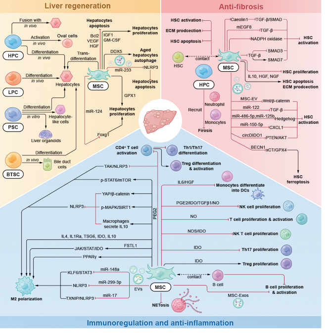圖2:細(xì)胞治療肝病的潛在機(jī)制 圖2:細(xì)胞治療肝病的潛在機(jī)制